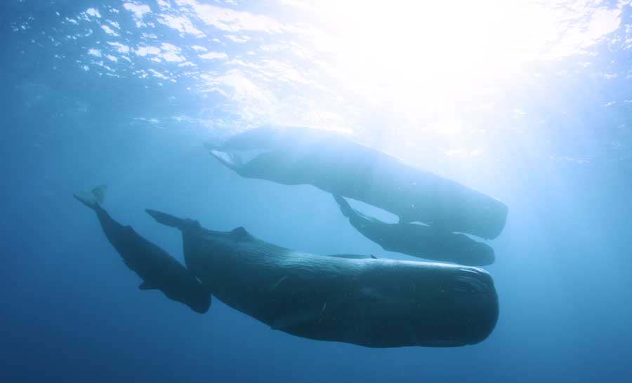 SeaworldORlando_ExpeditionOdysseyFireandIce_whales
